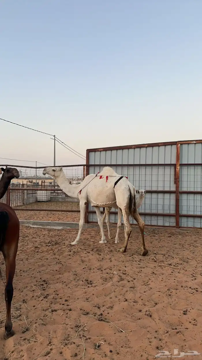ناقه عشرا وضحا 2
