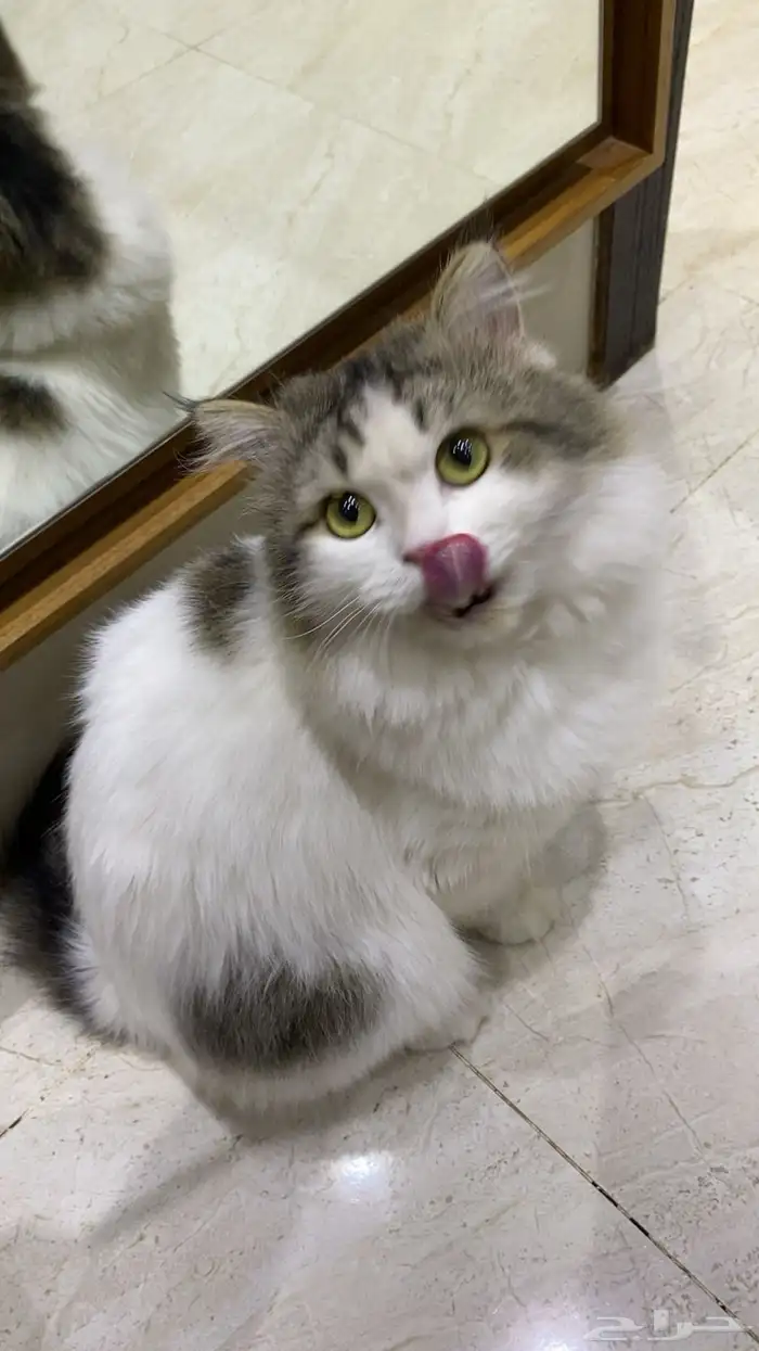 قط لعوب طيب لتبني 1