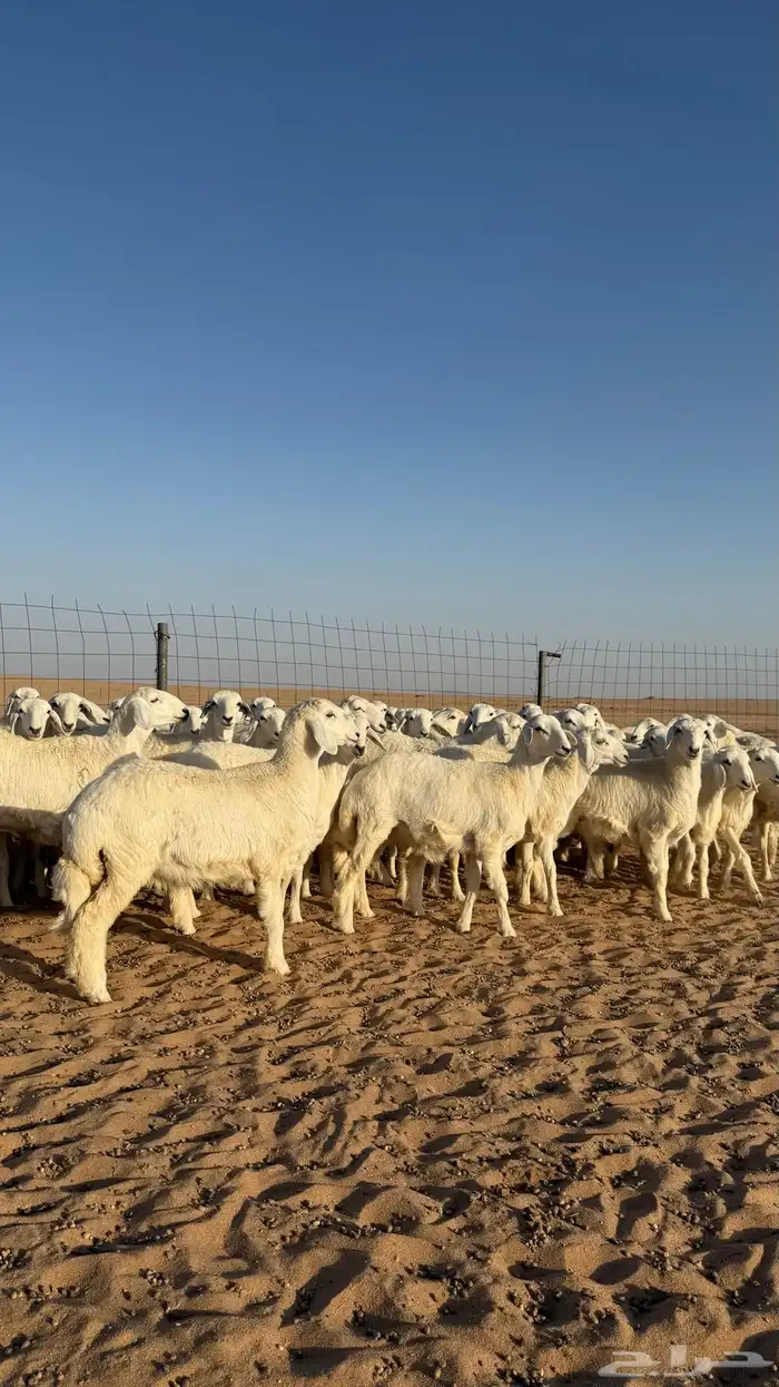 رخال حريات جذعات منوة مدورين الزين صنف 21