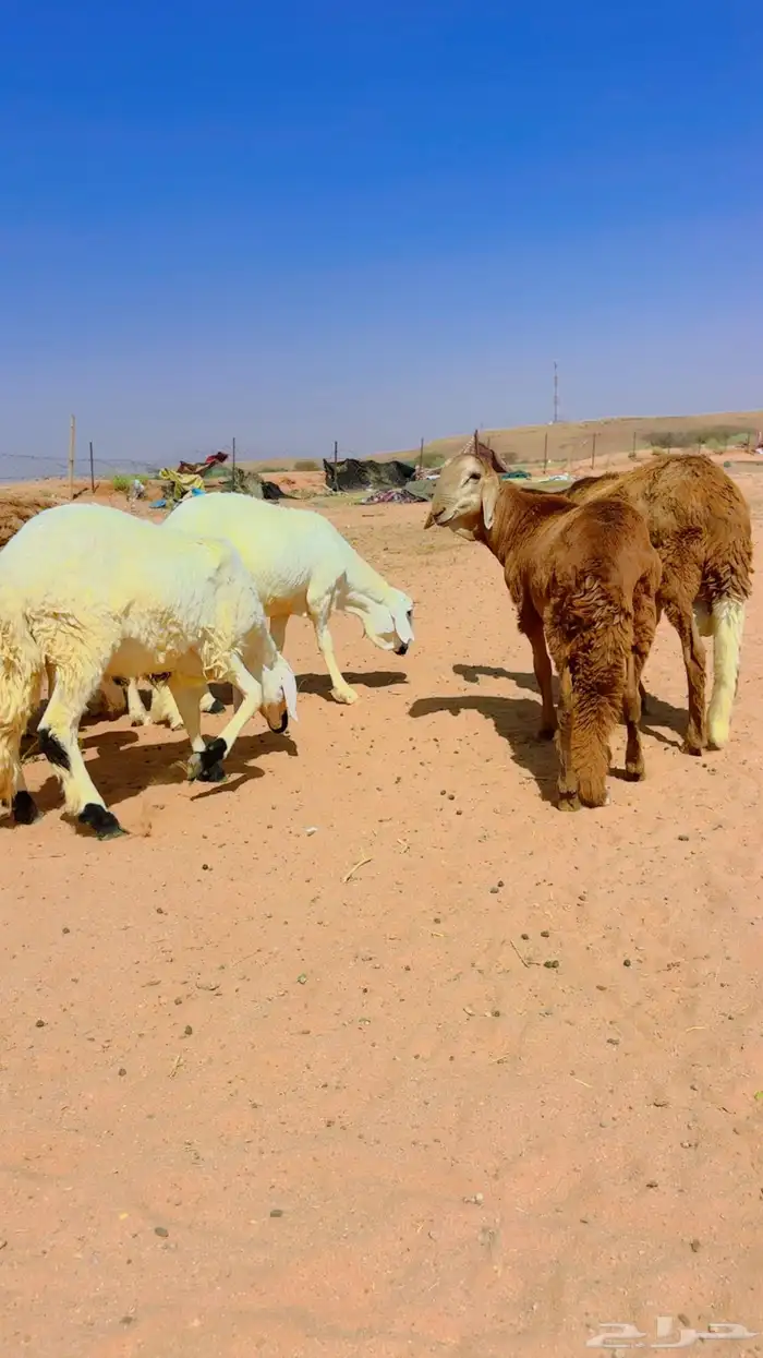 ذبايح سواكن جذعان 5