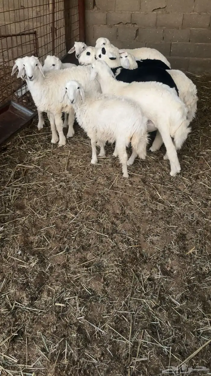 للبيع طليان 0