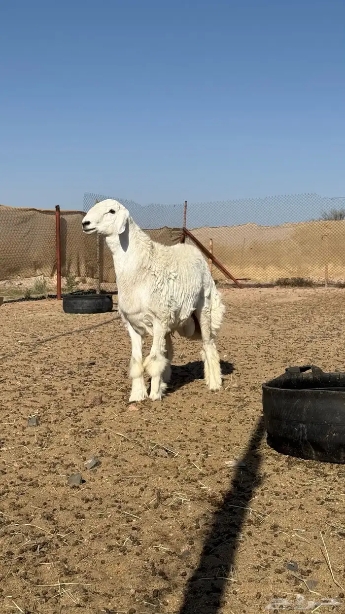 مشروع فحل حري 2