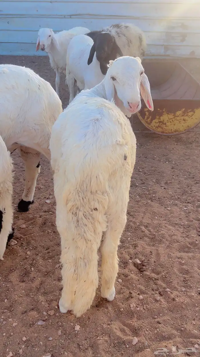 خرفان سواكن جبره ومرابي 4شهور مع الذبح والتوصيل 7