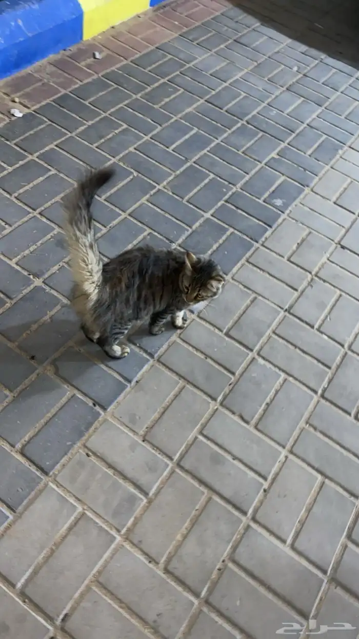 قطة للبيع 4