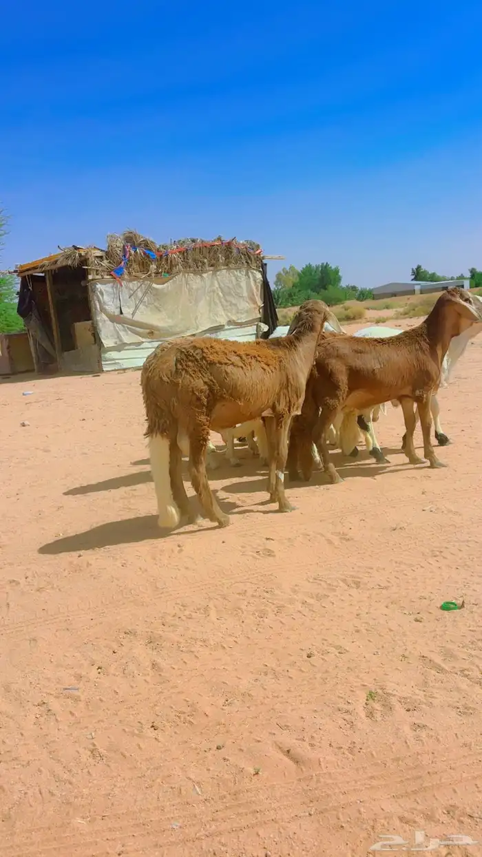 ذبايح سواكن جذعان 6