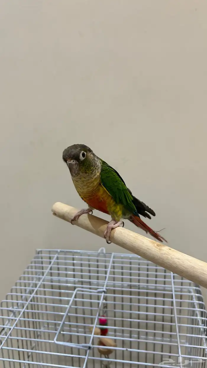 ببغاء كنيور 0