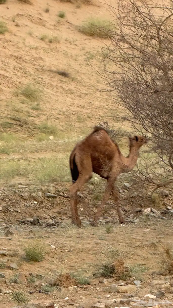 قعود لباني العمر 4 شهور الموقع دوقه سمين 1