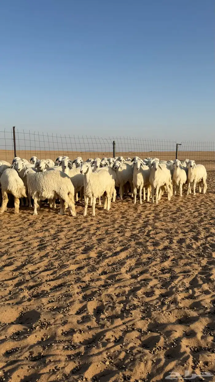 رخال حريات جذعات منوة مدورين الزين صنف 5