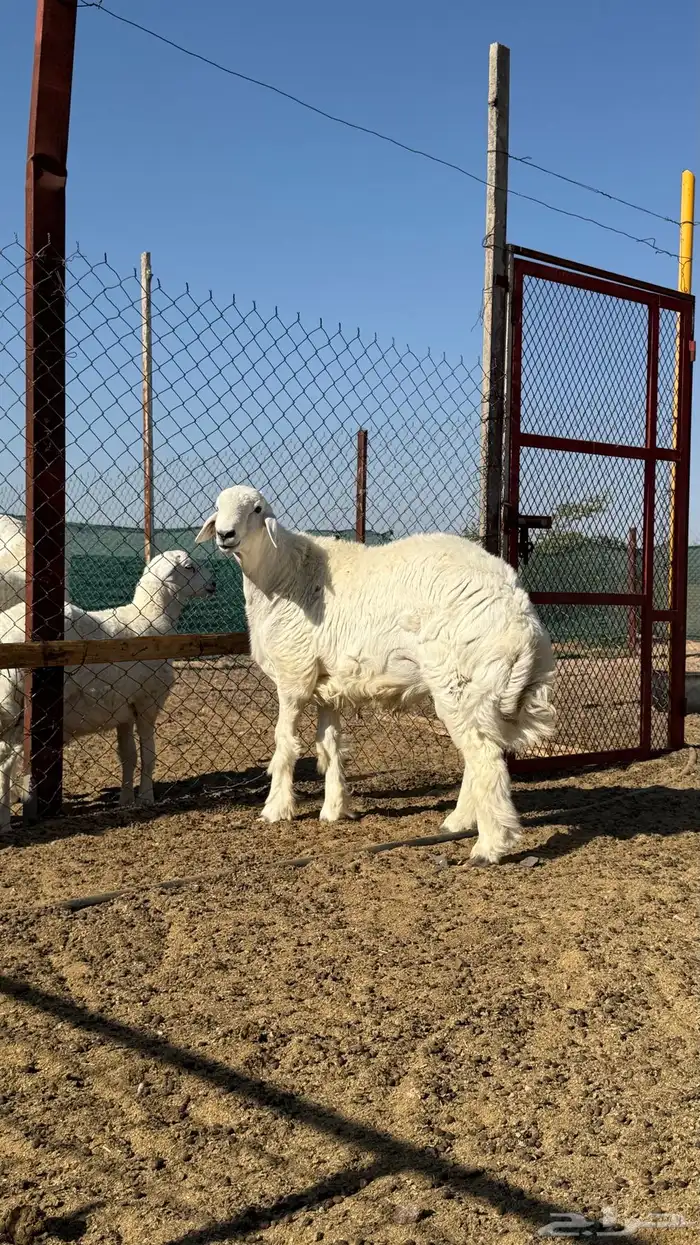 مشروع فحل حري 1