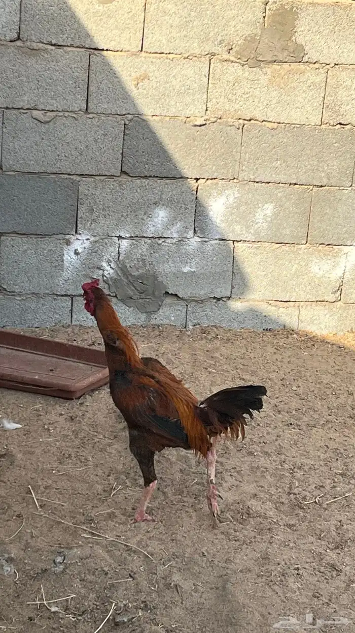 ديك ودجاج باكستاني 6