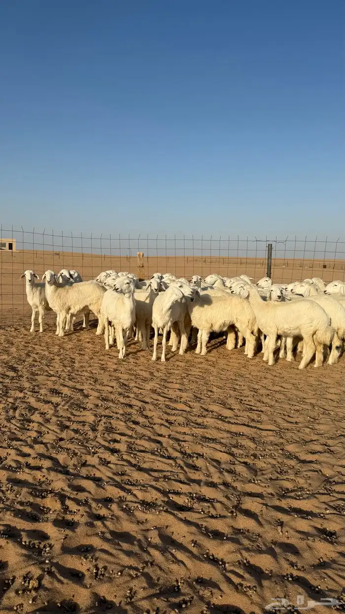 رخال حريات جذعات منوة مدورين الزين صنف 13