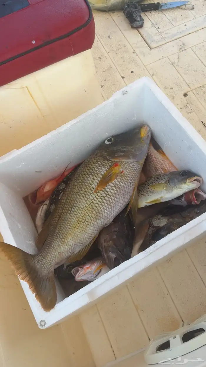 رحلة صيد يوم الخميس ( مرسى درة العروس ) 1