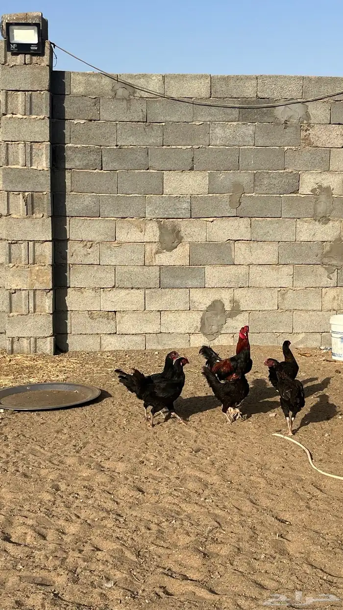 ديك ودجاج باكستاني 9