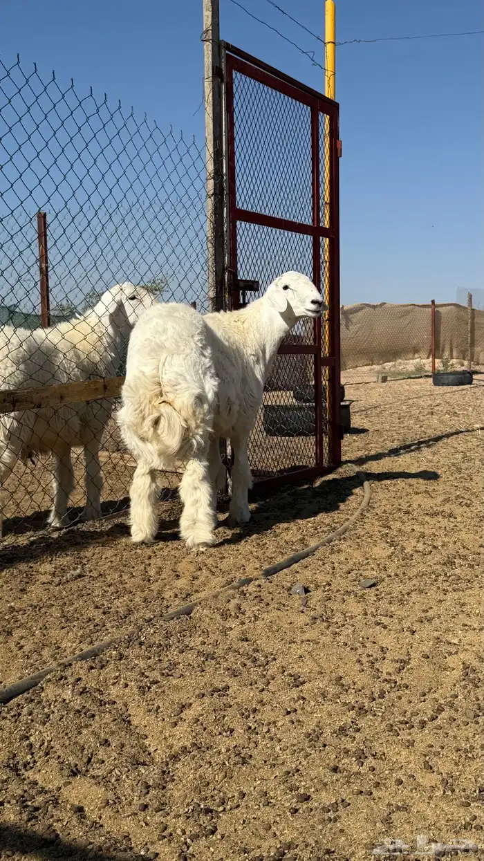 مشروع فحل حري 3
