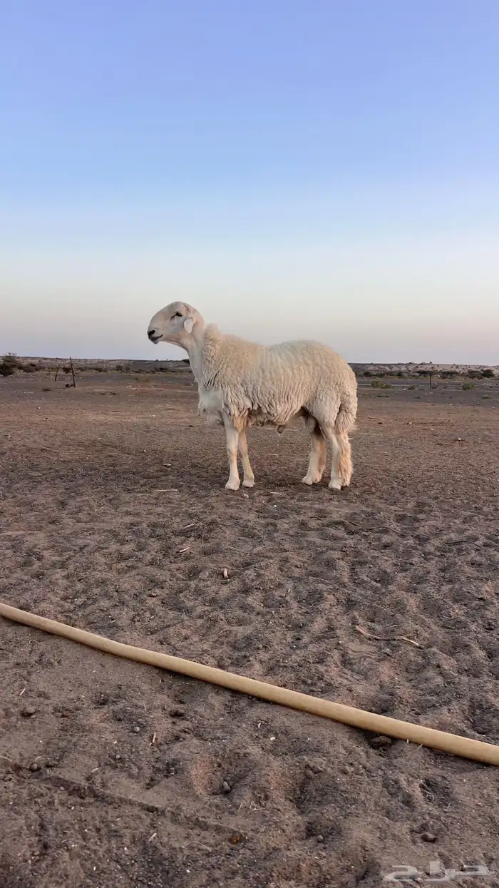 للبيع طلى حري 0