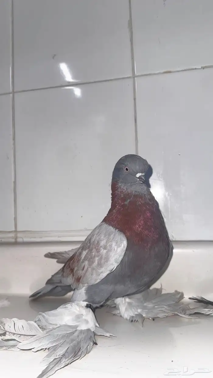 حمام لونق فيس 5