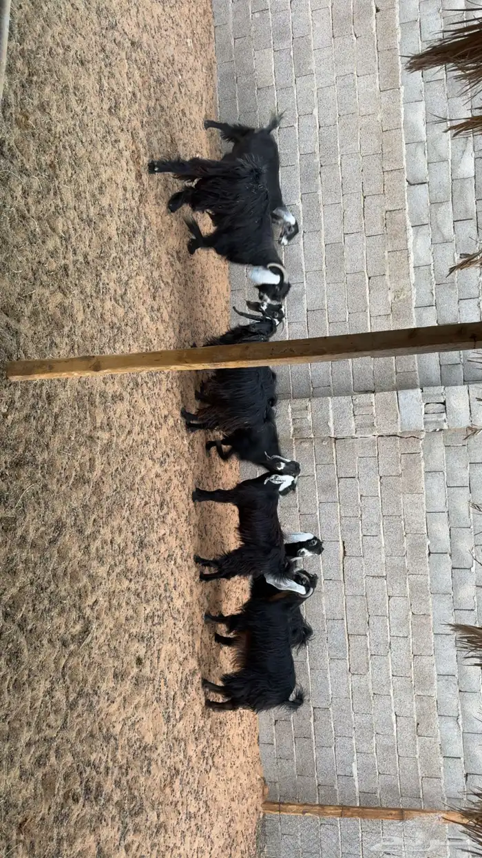 معزى اشباب بفحلها 3