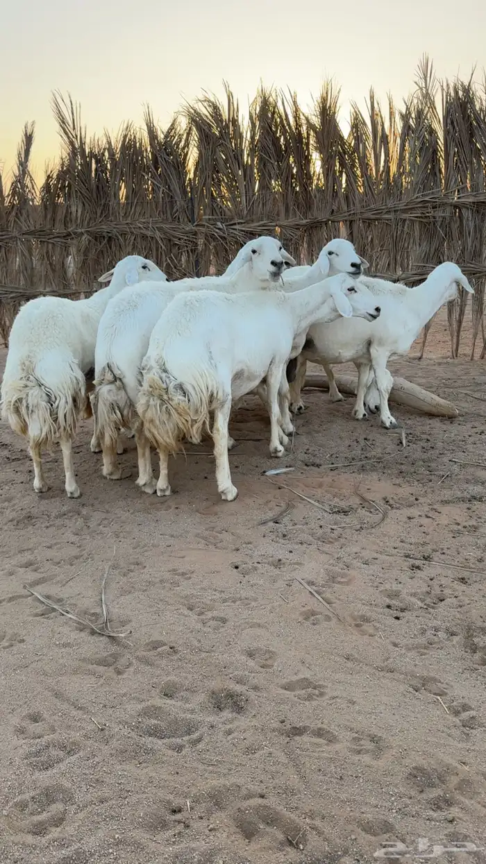 شياه حريات دفيع تم البييعع 2