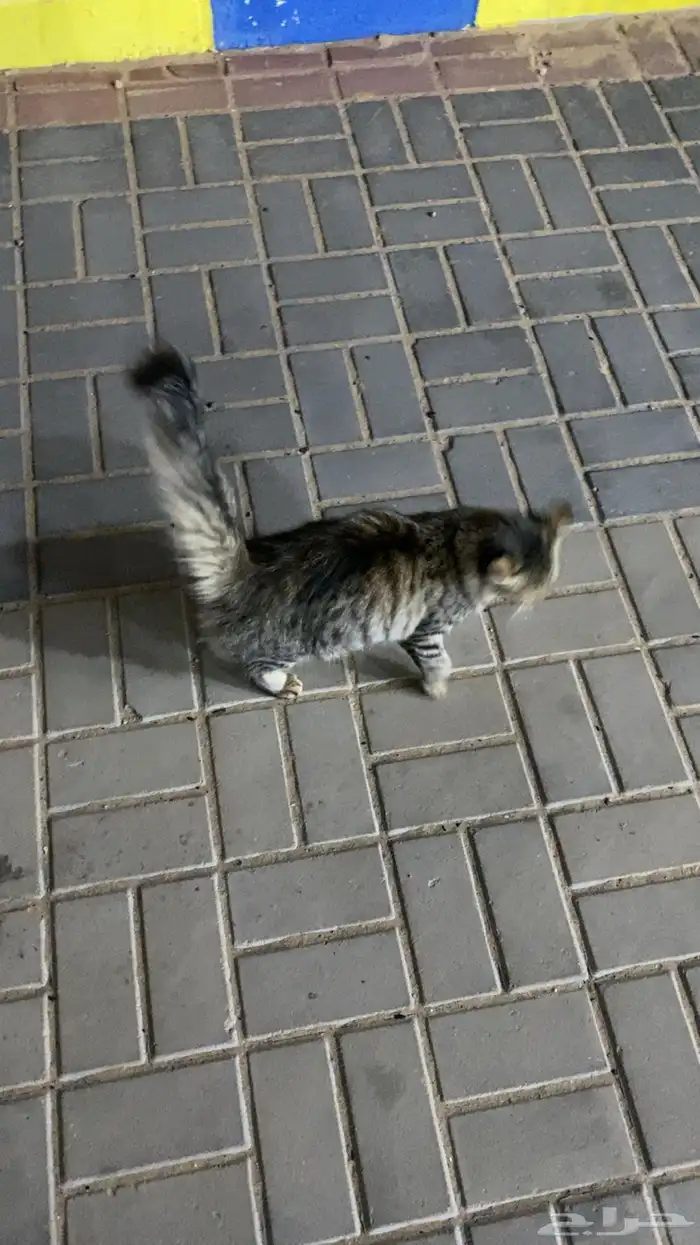 قطة للبيع 3