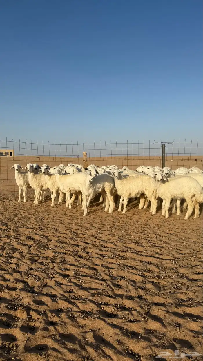 رخال حريات جذعات منوة مدورين الزين صنف 14