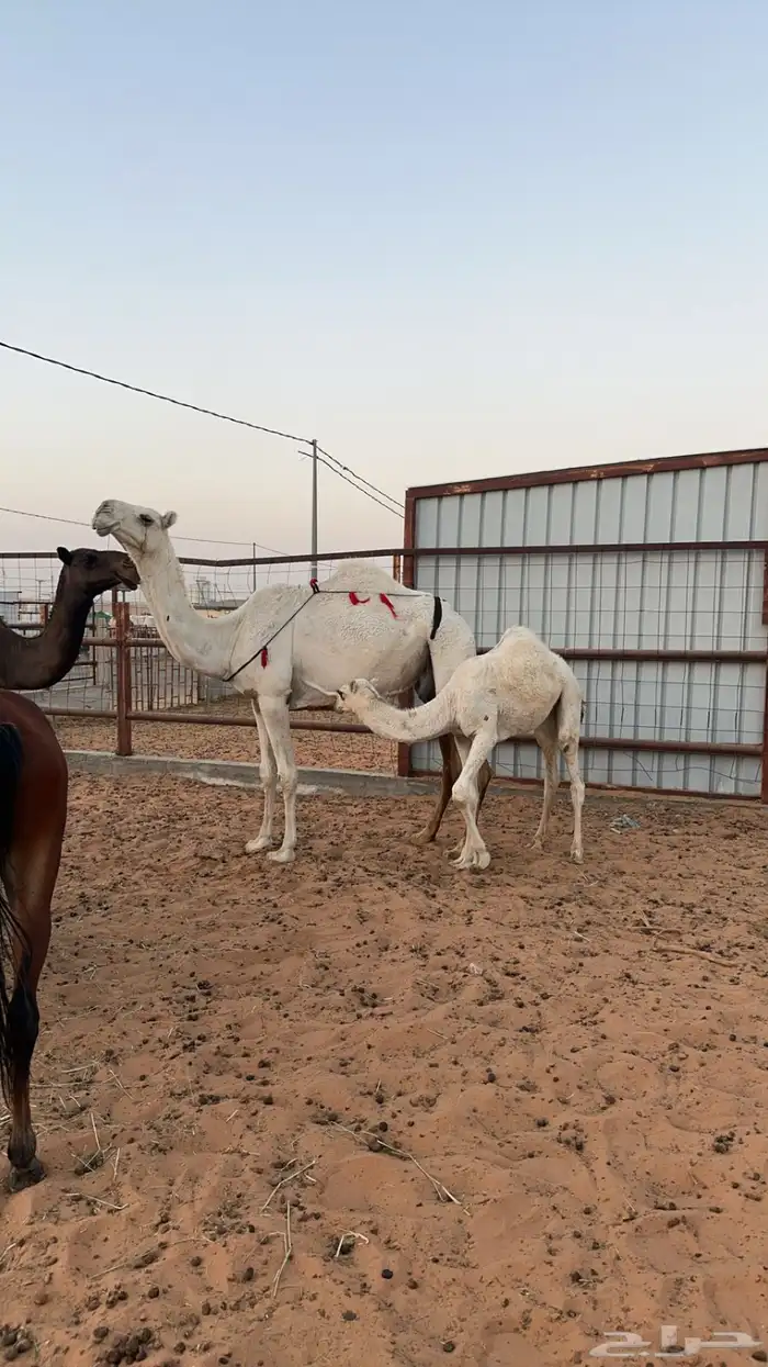 ناقه عشرا وضحا 1