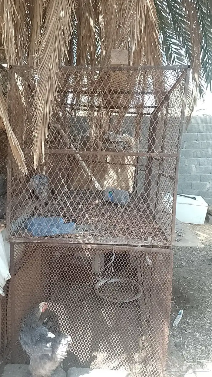 شبك للطيور 1
