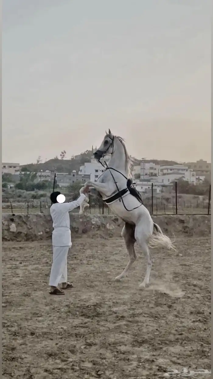 حصان واهو 1
