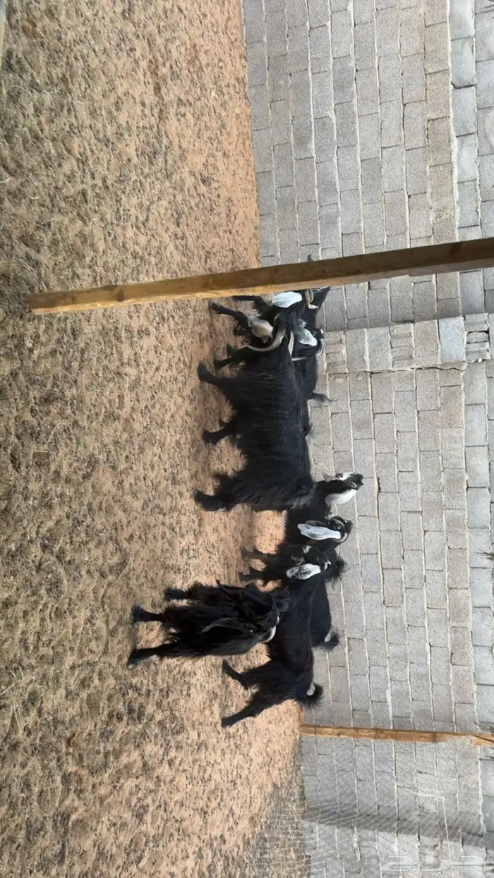 معزى اشباب بفحلها 2