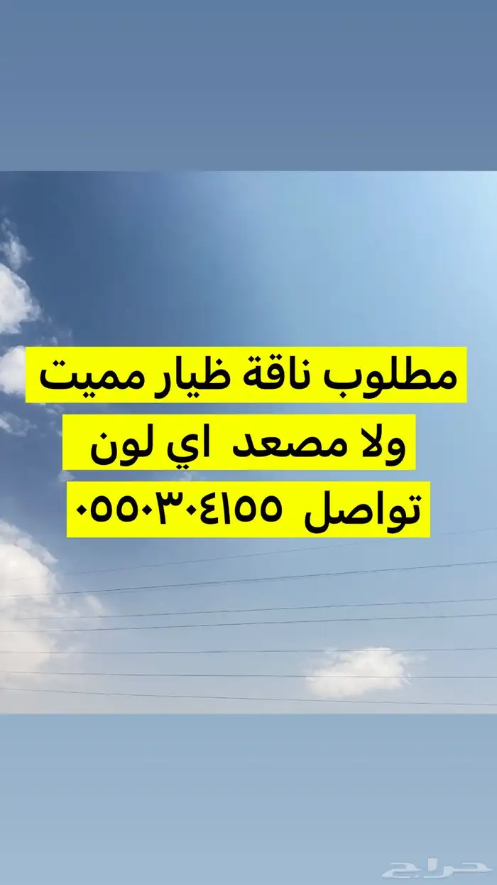 مطلوب ناقة ظيار 0