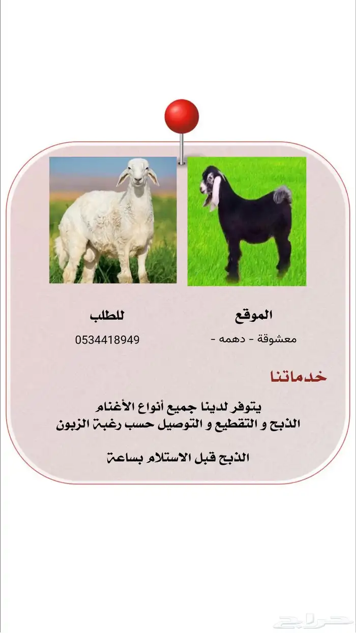 طليان وتيوس 0
