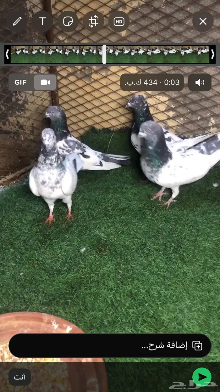 حمام باكستاني 0