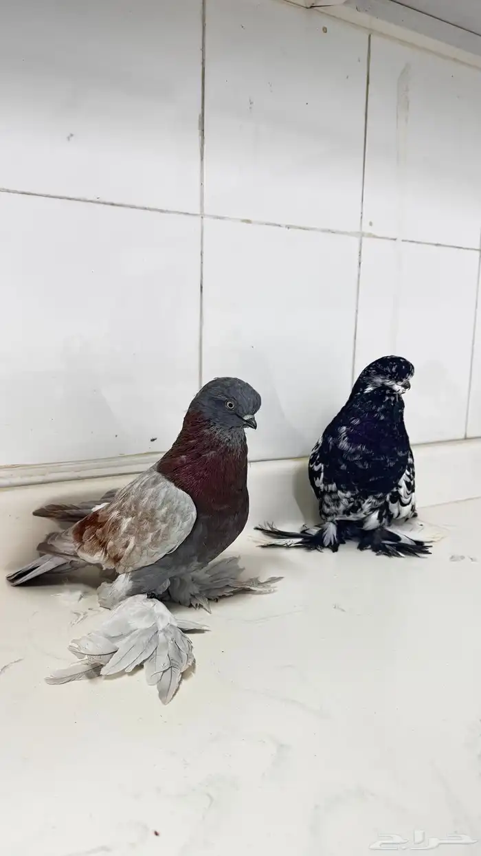 حمام لونق فيس 0