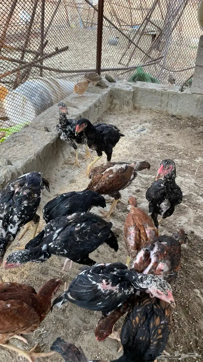 دجاج سندي بيور فاخر 15