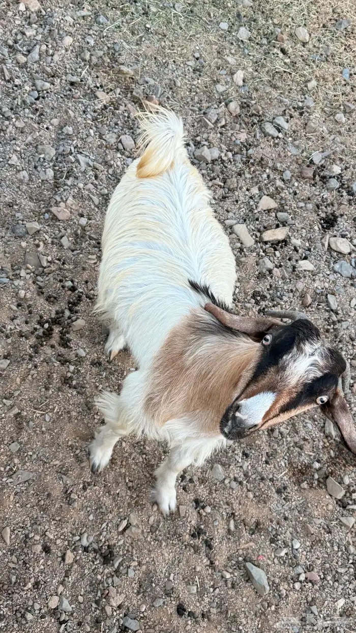 جدي وثلاث عنقان ومعز عشار 1