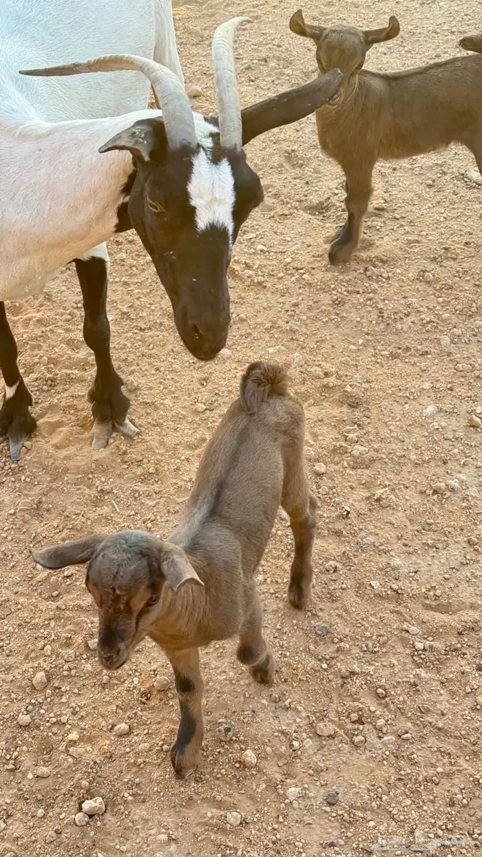 للبيع ماعز حزر 0