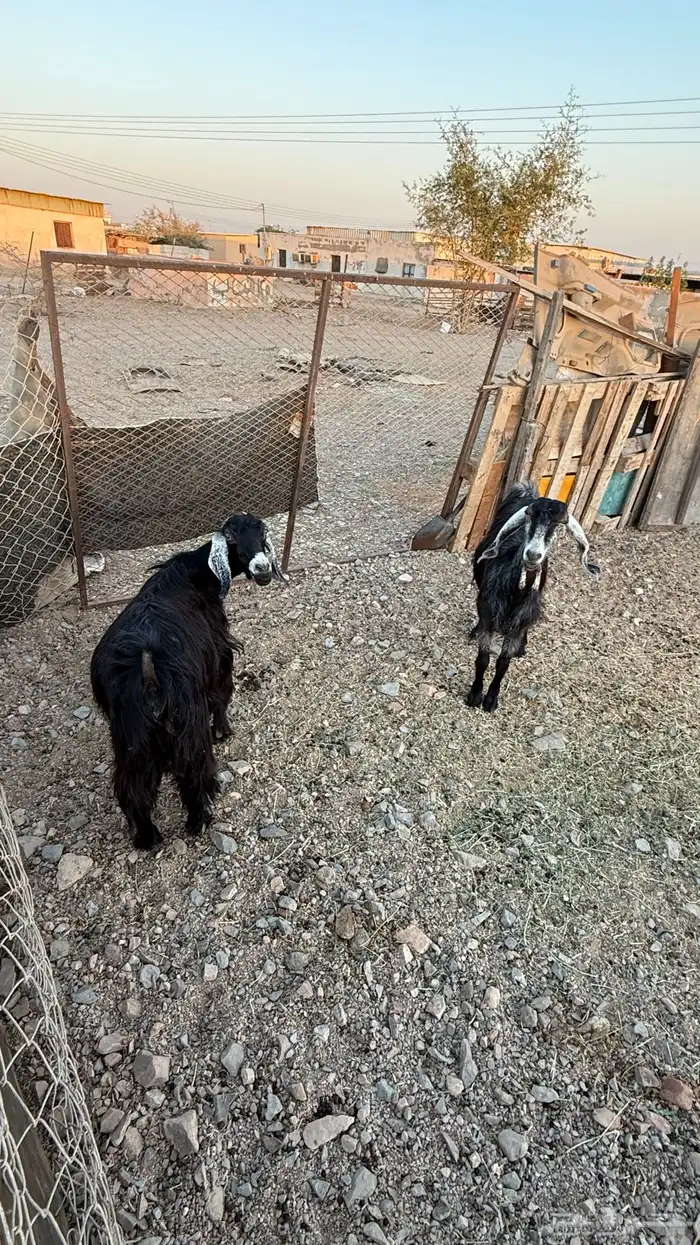 جدي وثلاث عنقان ومعز عشار 3