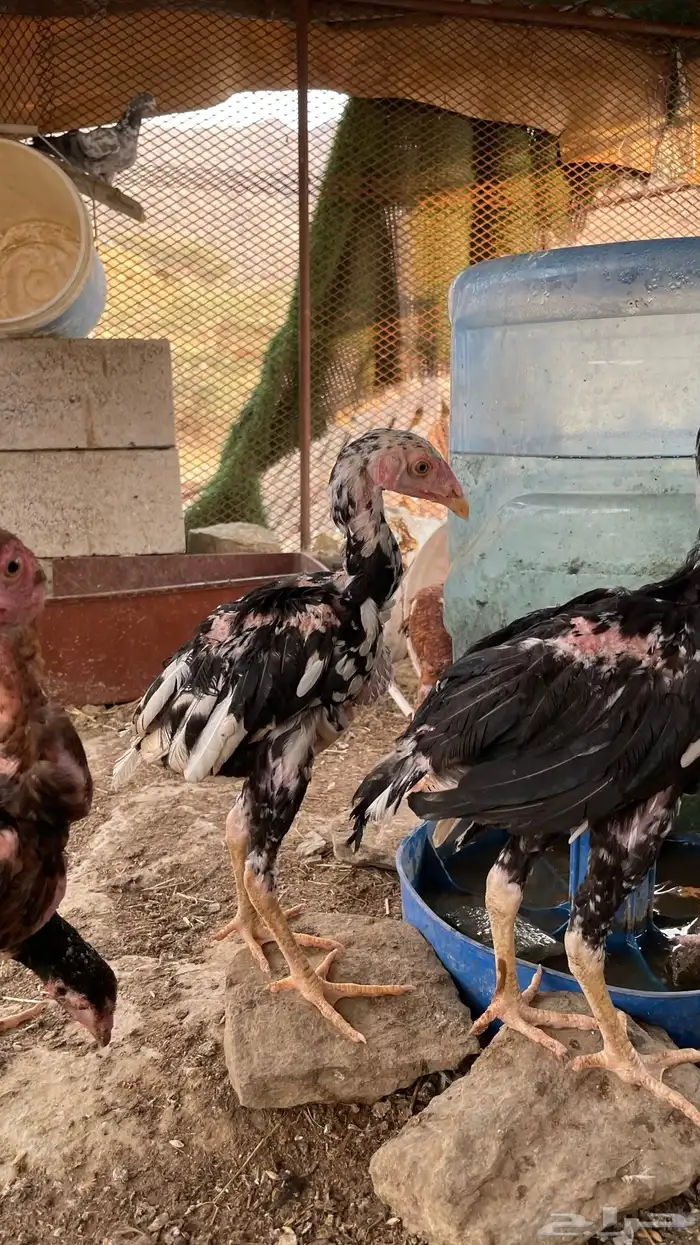دجاج سندي بيور فاخر 13