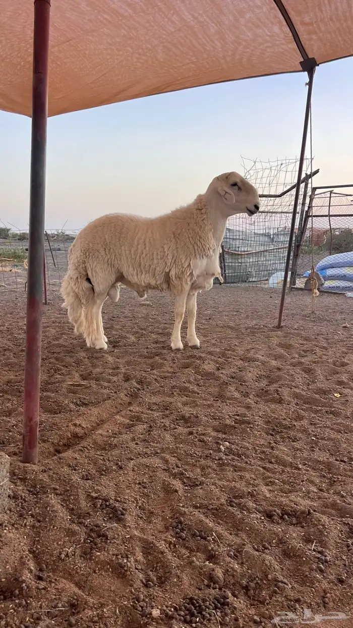 للبيع طلى حري 2