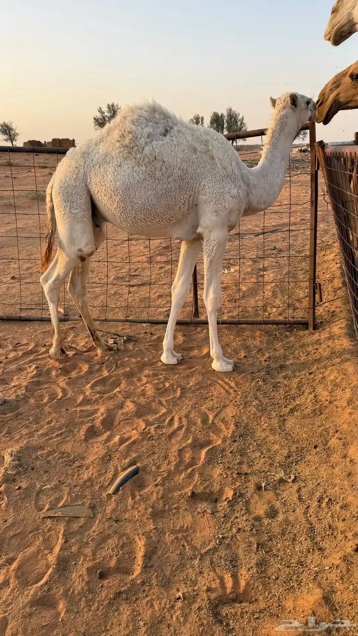 حاشي للبيع 3