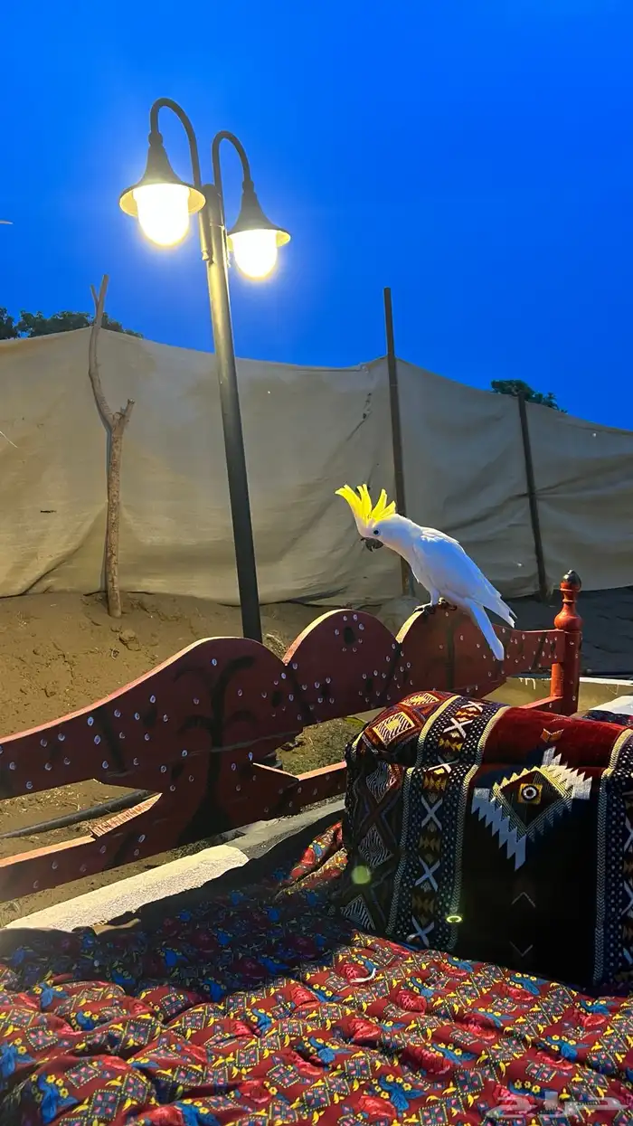 ببغاء كوكاتو ترايتون 4