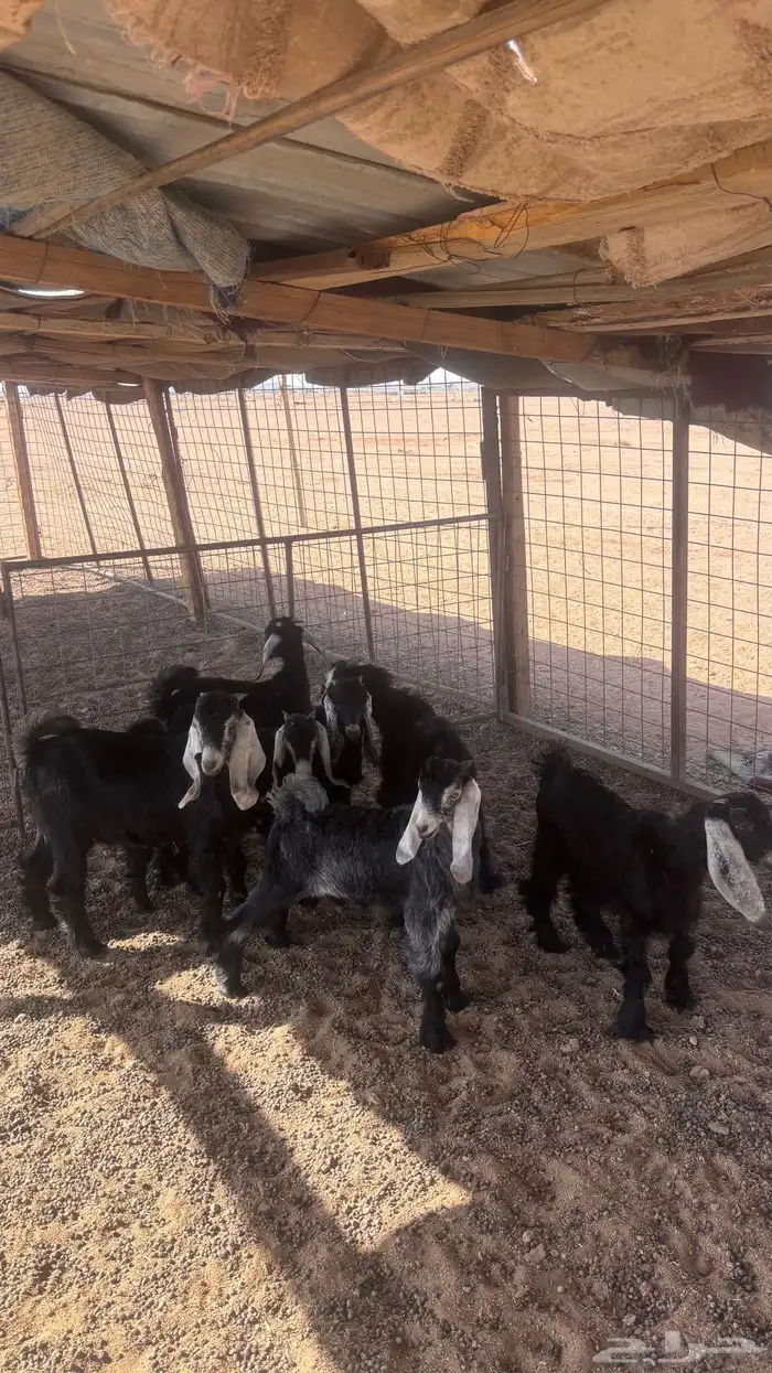 للبيع 3 تيوس و 4 جفار عمر من شهرين ونص إلى ثلاث اشهر 5