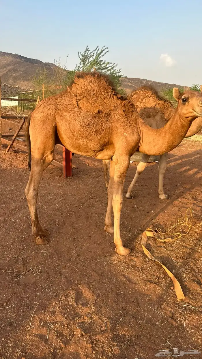 قعدان 3