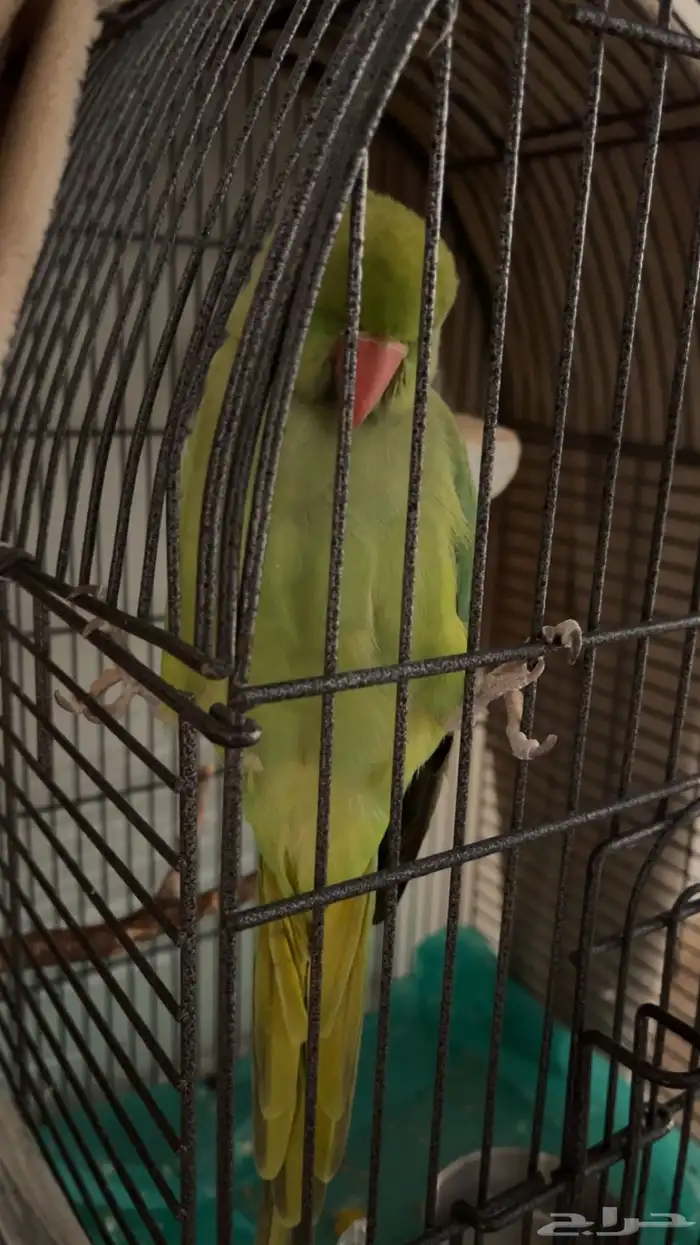 للبيع ببغاء دره 1