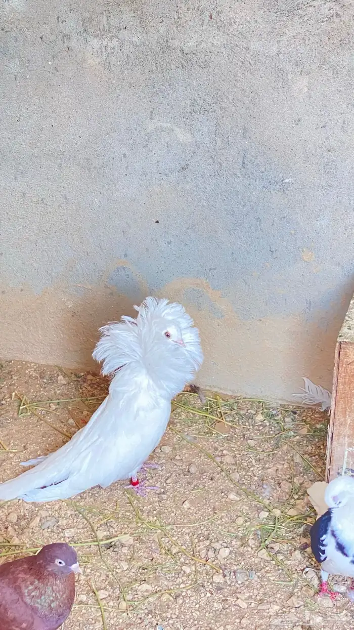 للبيع ذكر فوطه ابيض كامل 7