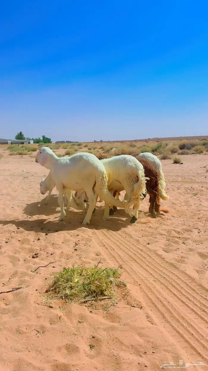 ذبايح سواكن جذعان 2