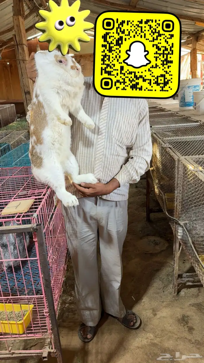 ارانب امهات شنشيلا   بابيون سلالات عملاقة 2