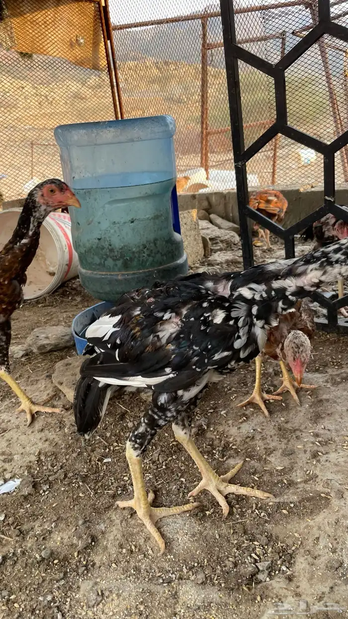 دجاج سندي بيور فاخر 6