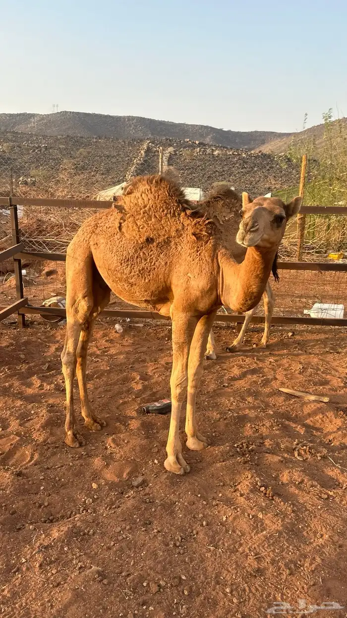 قعدان 0