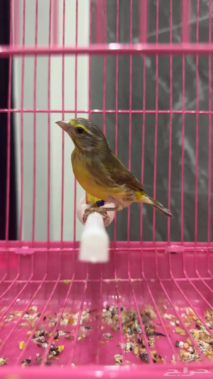 ذكر بندوق ياسمين طفره 1