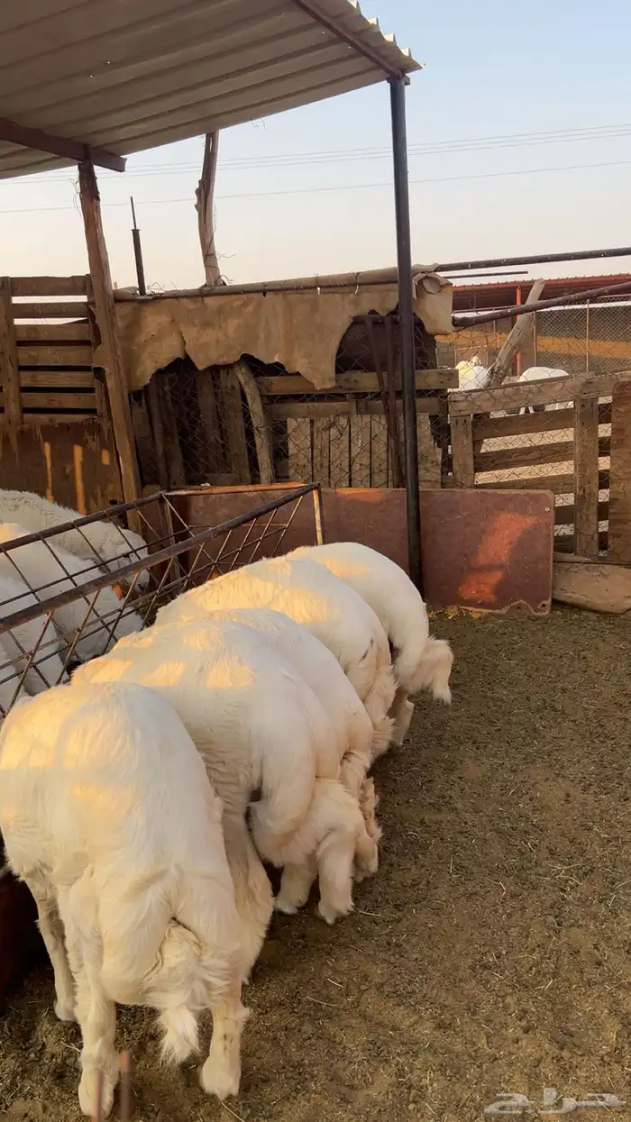 طليان سمان وطيبة 4